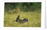 Chacma Baboons in Grass by Anonymous