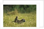 Chacma Baboons in Grass by Anonymous