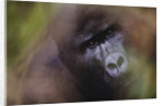 Close-up of Mountain Gorilla by Anonymous