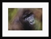 Close-up of Mountain Gorilla by Anonymous