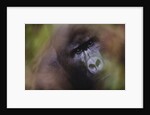 Close-up of Mountain Gorilla by Anonymous