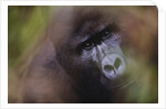 Close-up of Mountain Gorilla by Anonymous