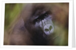 Close-up of Mountain Gorilla by Anonymous