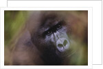 Close-up of Mountain Gorilla by Anonymous