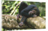 Chimpanzee Lying on Branch by Anonymous