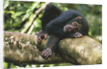 Chimpanzee Lying on Branch by Anonymous
