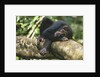 Chimpanzee Lying on Branch by Anonymous