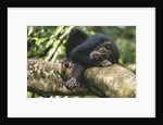 Chimpanzee Lying on Branch by Anonymous