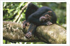 Chimpanzee Lying on Branch by Anonymous