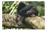 Chimpanzee Lying on Branch by Anonymous