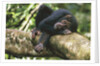 Chimpanzee Lying on Branch by Anonymous