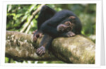 Chimpanzee Lying on Branch by Anonymous