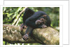 Chimpanzee Lying on Branch by Anonymous