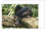 Chimpanzee Lying on Branch by Anonymous