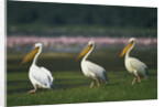 Row of White Pelicans by Anonymous