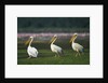 Row of White Pelicans by Anonymous