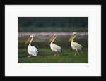 Row of White Pelicans by Anonymous