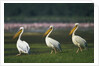 Row of White Pelicans by Anonymous