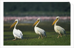 Row of White Pelicans by Anonymous