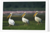 Row of White Pelicans by Anonymous