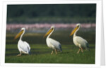 Row of White Pelicans by Anonymous