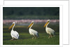 Row of White Pelicans by Anonymous
