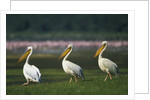 Row of White Pelicans by Anonymous