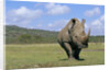 White Rhinoceros in Meadow by Anonymous