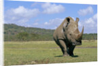 White Rhinoceros in Meadow by Anonymous