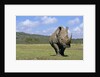 White Rhinoceros in Meadow by Anonymous