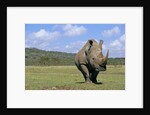 White Rhinoceros in Meadow by Anonymous