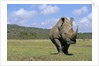 White Rhinoceros in Meadow by Anonymous