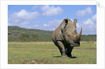 White Rhinoceros in Meadow by Anonymous