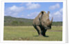 White Rhinoceros in Meadow by Anonymous
