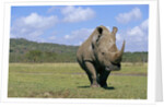 White Rhinoceros in Meadow by Anonymous