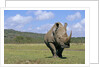 White Rhinoceros in Meadow by Anonymous