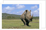 White Rhinoceros in Meadow by Anonymous