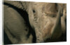 Close-up of White Rhinoceros by Anonymous