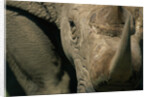 Close-up of White Rhinoceros by Anonymous