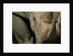 Close-up of White Rhinoceros by Anonymous