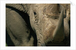 Close-up of White Rhinoceros by Anonymous