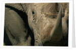 Close-up of White Rhinoceros by Anonymous