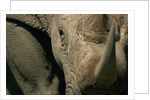 Close-up of White Rhinoceros by Anonymous
