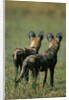 Close-up of Wild Dogs by Anonymous