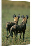 Close-up of Wild Dogs by Anonymous