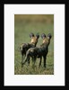 Close-up of Wild Dogs by Anonymous