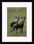 Close-up of Wild Dogs by Anonymous