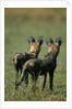 Close-up of Wild Dogs by Anonymous