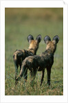 Close-up of Wild Dogs by Anonymous