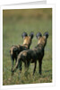 Close-up of Wild Dogs by Anonymous